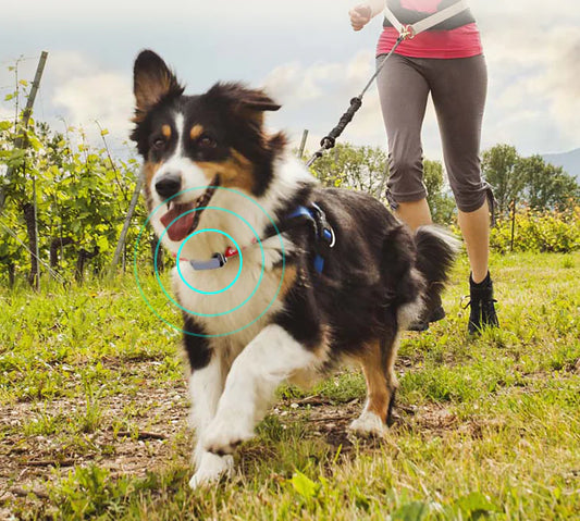 GPS Pet Tracker Collar - Real-Time Location Tracking for Dogs & Cats